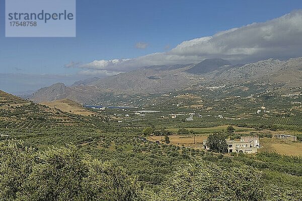 Olivenhaine  Tal südwestlich von Plakias  Kreta  Griechenland  Europa
