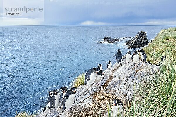 Gruppe von Felsenpinguin (Eudyptes chrysocome chrysocome) auf einer Felseninsel  Ost-Falkland  Falklandinseln  Südamerika