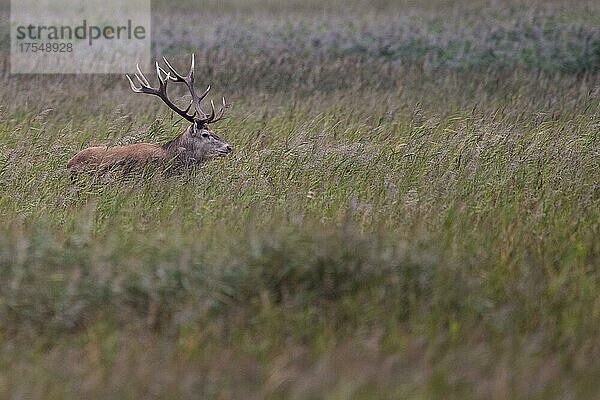 Rothirsch (Cervus elaphus) am Darß (Ostsee)  Prerow  Deutschland  Europa