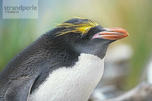 Nahaufnahme eines Makkaroni-Pinguins (Eudyptes chrysolophus)  Ost-Falkland  Falklandinseln  Südatlantik  Südamerika