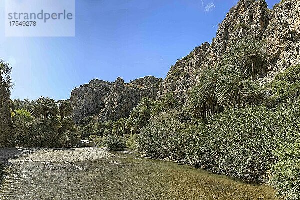 Bach  Palmen  Preveli  Kreta  Griechenland  Europa