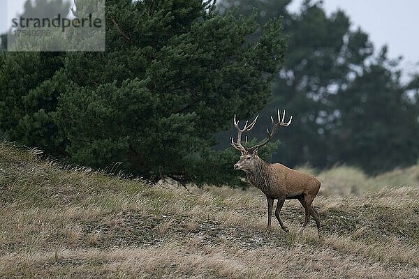 Rothirsch (Cervus elaphus) am Darß (Ostsee)  Prerow  Deutschland  Europa