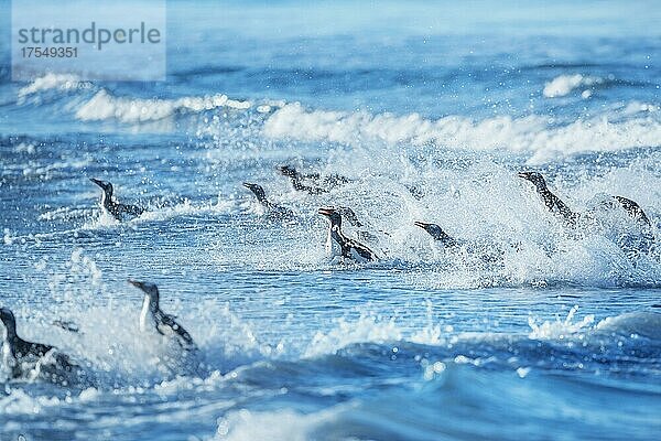 Eselspinguine (Pygocelis papua papua) springen aus dem Wasser  Falklandinseln  Südamerika
