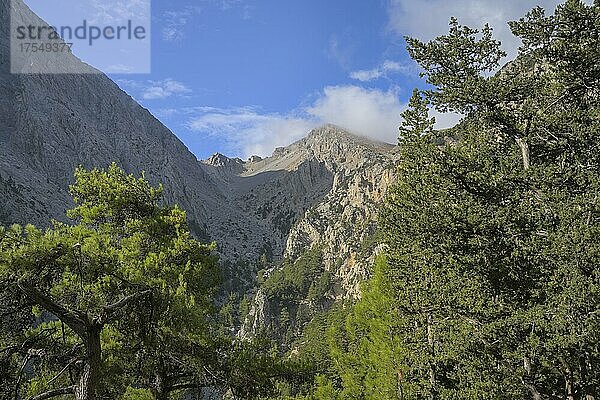 Bäume  Samaria Schlucht  obere Passage  Kreta  Griechenland  Europa