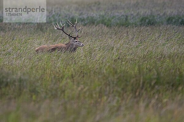 Brunft der Rothirsche (Cervus elaphus) am Darß (Ostsee)  Prerow  Deutschland  Europa