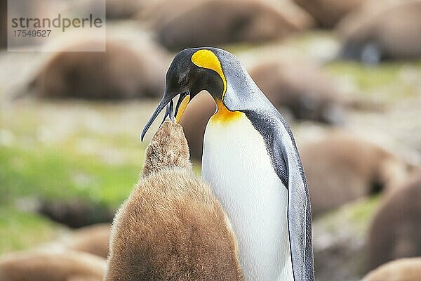 Ein erwachsener Königspinguin (Aptenodytes patagonicus) beim Füttern seines Kükens  Ost-Falkland  Falklandinseln  Südamerika