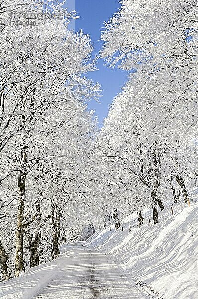 Winterlandschaft  Schneebedeckte Wetterbuchen  Rotbuchen  Schauinsland  bei Freiburg im Breisgau  Schwarzwald  Baden-Württemberg  Deutschland  Europa