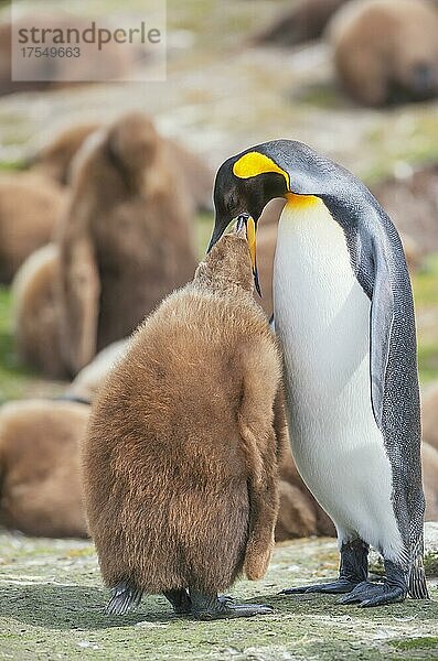 Ein erwachsener Königspinguin (Aptenodytes patagonicus) beim Füttern seines Kükens  Ost-Falkland  Falklandinseln  Südamerika