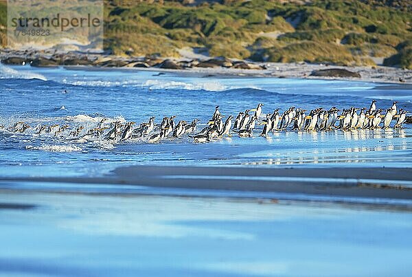 Eselspinguine (Pygocelis papua papua) bei einem Spaziergang am Strand  Sea Lion Island  Falklandinseln  Südamerika