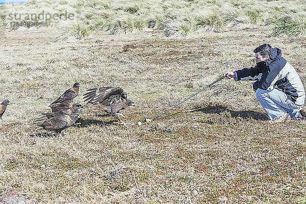 Falklandkarakaras (Phalcoboenus australis) beim Spielen mit einem Golfschläger  Sea Lion Island  Falklandinseln  Südamerika