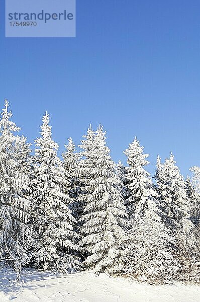 Schneebedeckte Tannen (Abies sp.)  Schauinsland  bei Freiburg im Breisgau  Schwarzwald  Baden-Württemberg  Deutschland  Europa