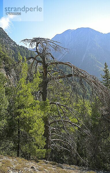 Tote Pinie  Samaria Schlucht  Kreta  Griechenland  Europa