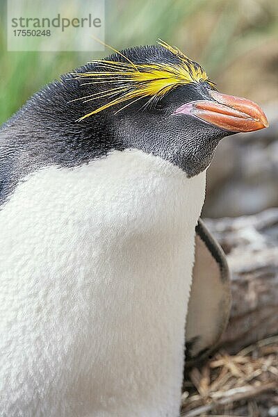 Nahaufnahme eines Makkaroni-Pinguins (Eudyptes chrysolophus)  Ost-Falkland  Falklandinseln  Südamerika
