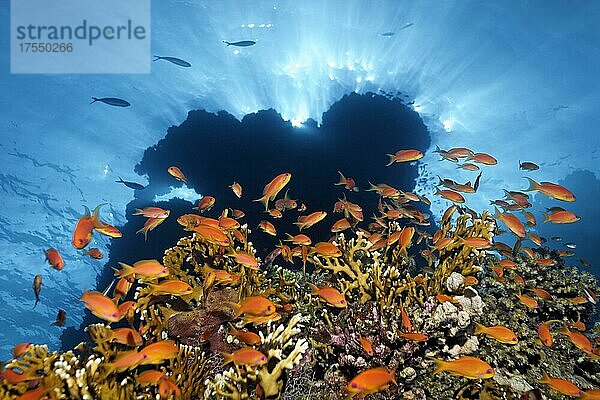 Schwarm Rotmeer Fahnenbarsche (Pseudanthias taeniatus)  Rotes Meer Feuerkoralle (Millepora dichotoma)  Silhouette Korallenriff mit Sonnenstrahlen  Ras Muhammed Nationalpark  sharm el Sheik  Sinai  Ägypten  Afrika