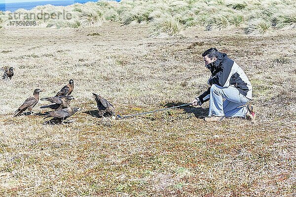 Falklandkarakaras (Phalcoboenus australis) beim Spielen mit einem Golfschläger  Sea Lion Island  Falklandinseln  Südamerika