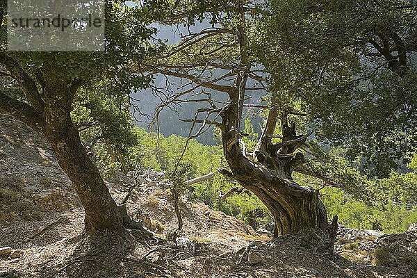 Bäume  Samaria Schlucht  obere Passage  Kreta  Griechenland  Europa