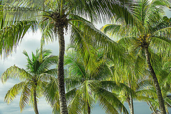 Karibik  Palmen gegen den Himmel