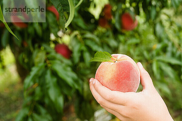 Nahaufnahme von Mädchen (8-9)  die einen frisch gepflückten Pfirsich im Obstgarten in der Hand halten