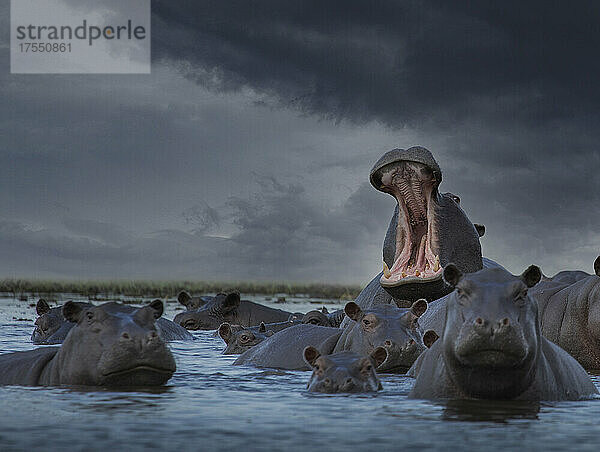 Botswana  Okavangodelta  Flusspferdherde im Sumpf