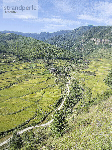 Bhutan  Paro  Reisfelder im Tal