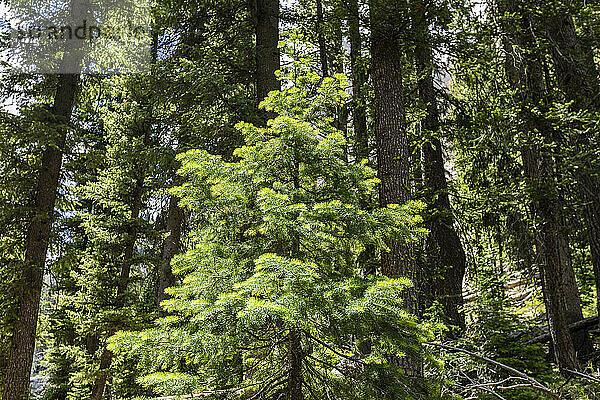 USA  Idaho  Stanley  grüner Nadelwald
