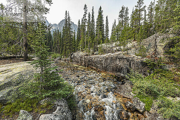 USA  Idaho  Stanley  Bach im Wald in den Sawtooth Mountains