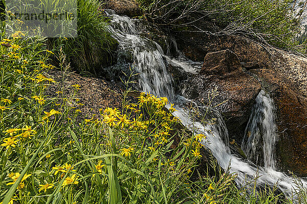 USA  Idaho  Stanley  Rocky Creek und Wildblumen