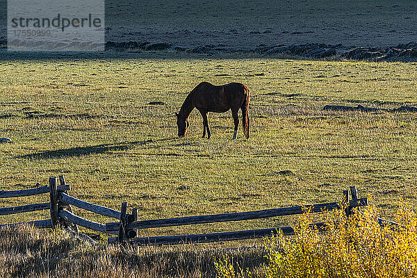 USA  Idaho  Stanley  Pferde grasen am frühen Morgen auf der Weide