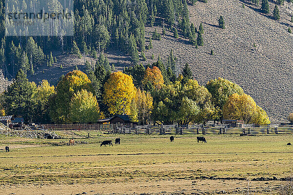 USA  Idaho  Stanley  Ranch umgeben von Bäumen im Herbst in der Nähe von Sun Valley