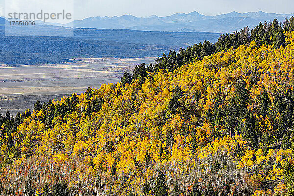 USA  Idaho  Stanley  Herbstlaub in den Bergen in der Nähe von Sun Valley