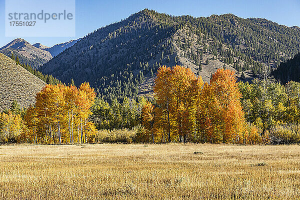 USA  Idaho  Sun Valley  Herbstlaub