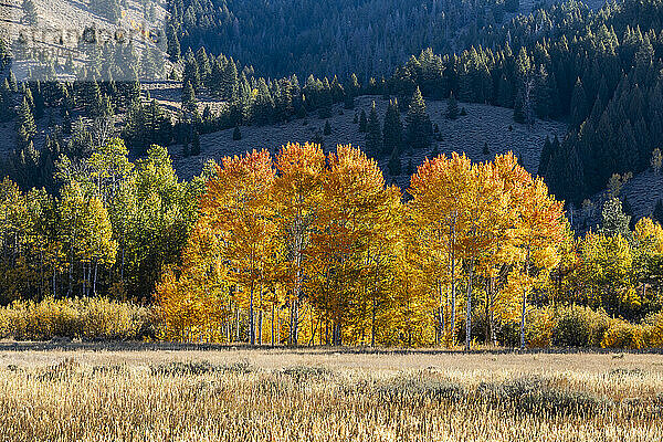 USA  Idaho  Sun Valley  Herbstlaub