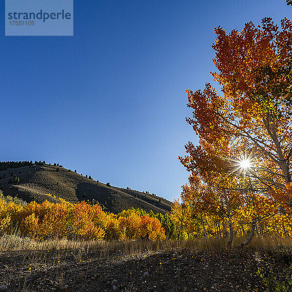 USA  Idaho  Sun Valley  Herbstlaub