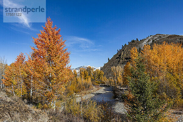 USA  Idaho  Ketchum  Herbstlaub in den Bergen in der Nähe von Sun Valley