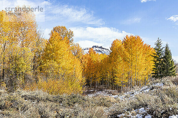 USA  Idaho  Ketchum  Herbstlaub in der Nähe von Sun Valley