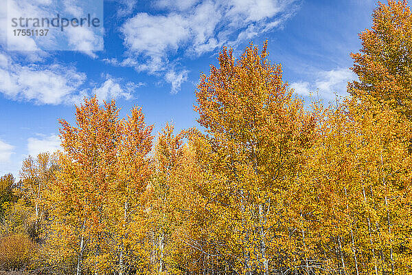 USA  Idaho  Ketchum  Herbstlaub in der Nähe von Sun Valley