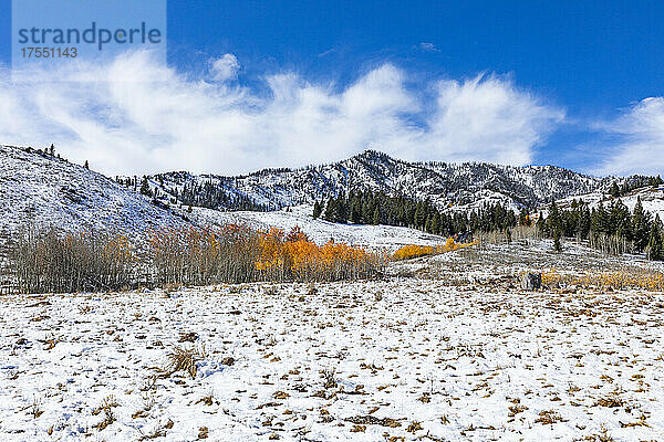 USA  Idaho  Ketchum  Herbstlaub in den Bergen in der Nähe von Sun Valley