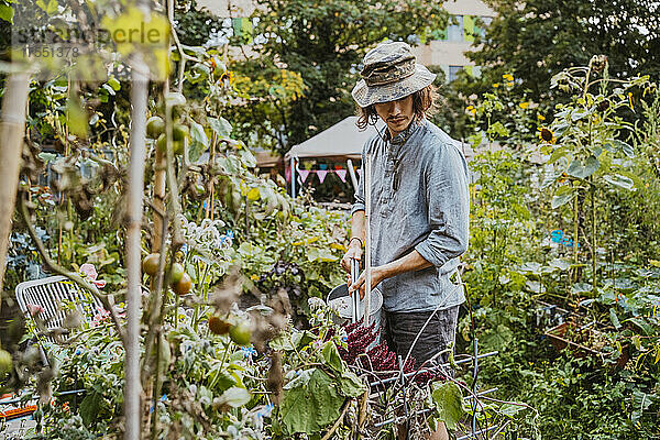 Junger männlicher Freiwilliger bewässert Pflanzen mit einer Gießkanne im Gemeinschaftsgarten