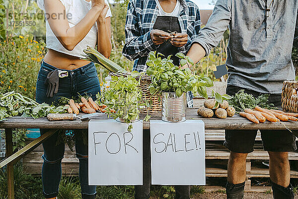 Mittelteil von männlichen und weiblichen Freiwilligen  die Gemüse auf dem Bauernmarkt verkaufen