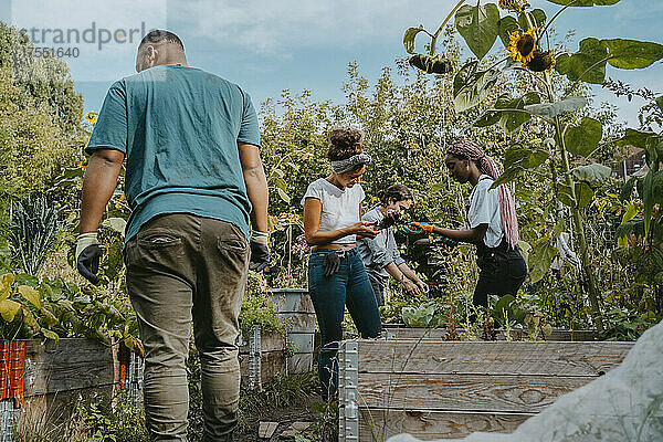 Weibliche und männliche Freiwillige pflücken Gemüse in einer städtischen Farm