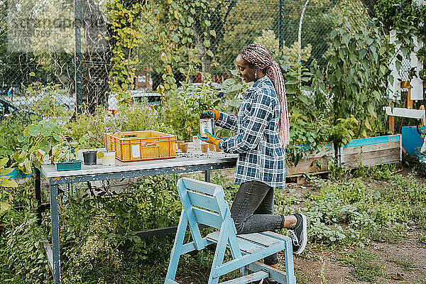 Junge weibliche Freiwillige pflanzt am Tisch in einer städtischen Farm