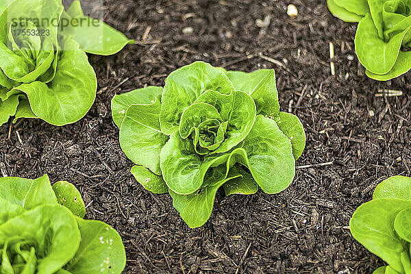 Salat wächst im Garten