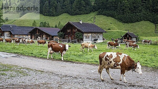Kühe frühmorgens in der Eng-Alm  Tirol  Österreich  Europa