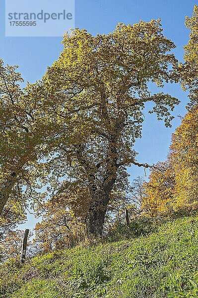 Herbstliche Eichen (Quercus) nahe Ammersee  Bayern  Deutschland  Europa
