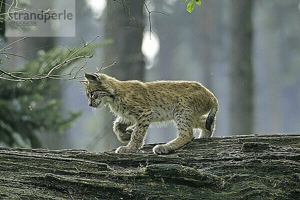 Luchs (Lynx lynx)  Haltern  Nordrhein-Westfalen  Deutschland  Captive  Europa