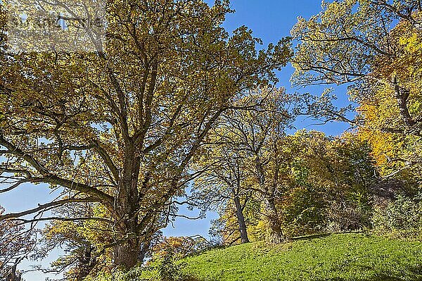 Eichen (Quercus)  Bayern  Deutschland  Europa