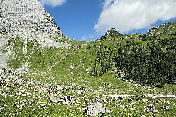 Kühe im Almgebiet Enger Grund mit Hohljoch und Teufelskopf  Tirol  Österreich  Europa
