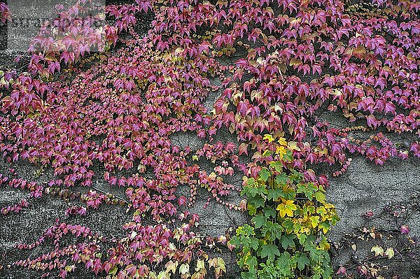 Dreispitzige Jungfernrebe (Parthenocissus tricuspidata)  an Steinmauer  Bayern  Deutschland  Europa