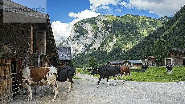 Rückkehr der Kühe in das Almdorf Eng am Abend  Hinterriss  Tirol  Österreich  Europa
