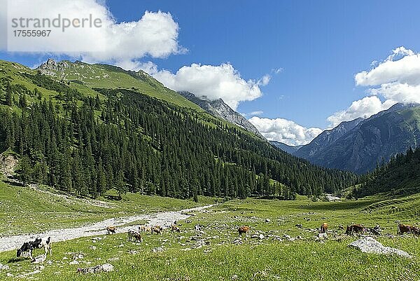 Kühe im Almgebiet Enger Grund  Karwendel-Gebirge  Tirol  Österreich  Europa